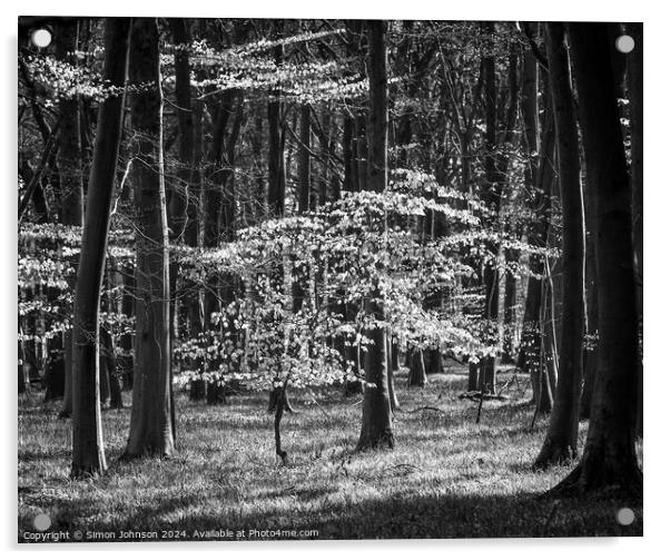 sunlit woodland in monochrome Acrylic by Simon Johnson