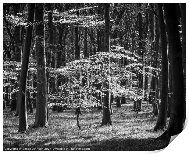 sunlit woodland in monochrome Print by Simon Johnson