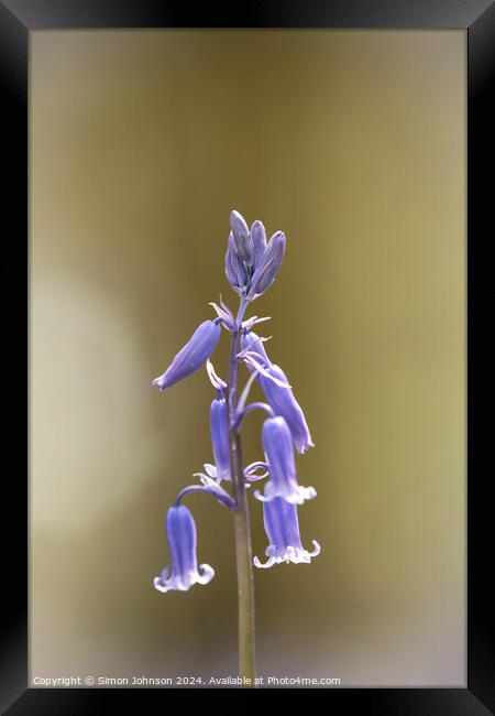  Bluebell Man Framed Print by Simon Johnson