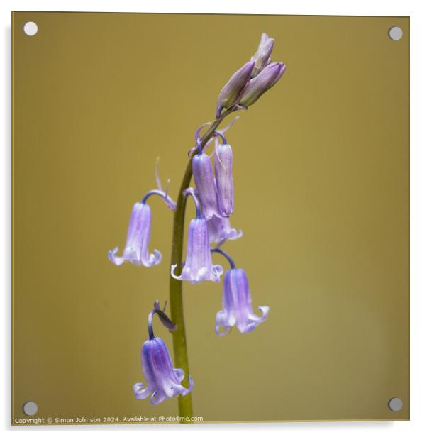  Bluebell  flower Acrylic by Simon Johnson