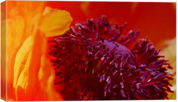 Bright Poppy flower Canvas Print by Elaine Manley
