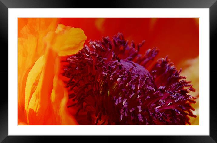 Bright Poppy flower Framed Mounted Print by Elaine Manley