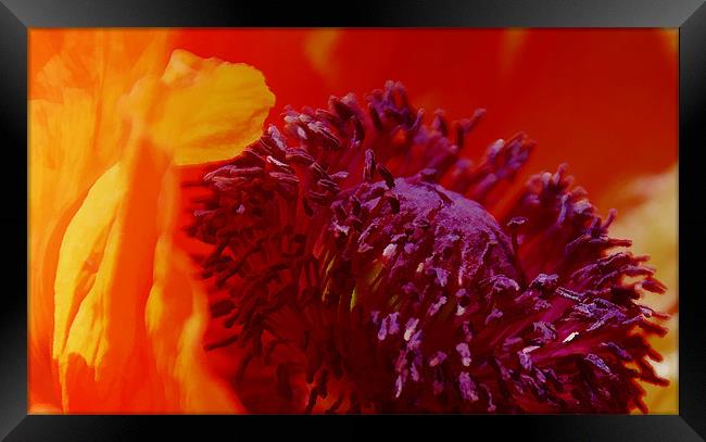Bright Poppy flower Framed Print by Elaine Manley