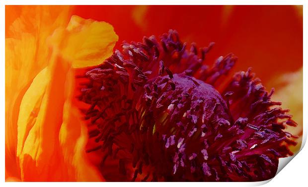 Bright Poppy flower Print by Elaine Manley