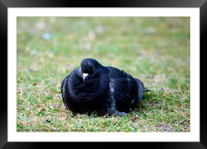 City Dove Resting on the Grass at Hyde Park Framed Mounted Print by Maximilian Newmark