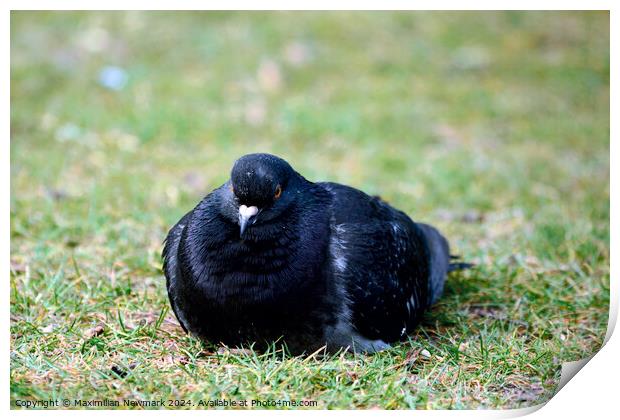 City Dove Resting on the Grass at Hyde Park Print by Maximilian Newmark
