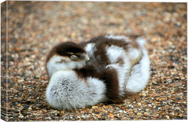 A Gosling Resting near the Serpentine Canvas Print by Maximilian Newmark