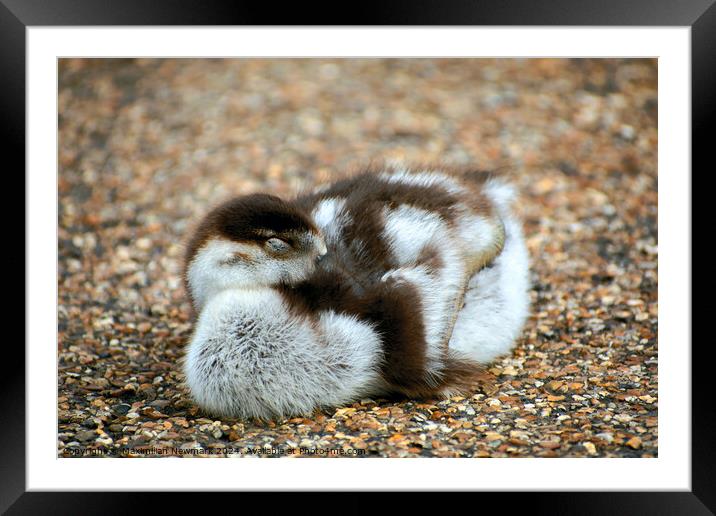 A Gosling Resting near the Serpentine Framed Mounted Print by Maximilian Newmark