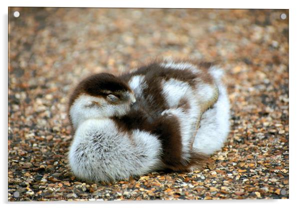 A Gosling Resting near the Serpentine Acrylic by Maximilian Newmark