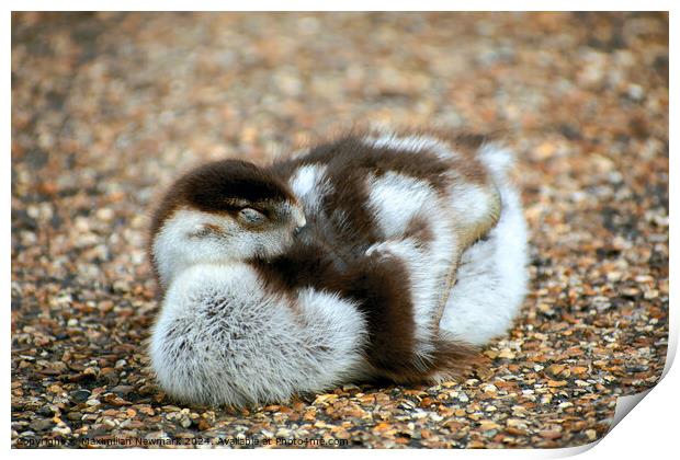 A Gosling Resting near the Serpentine Print by Maximilian Newmark