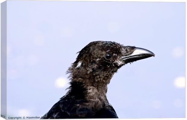 Close-Up Portrait of a Carrion Crow Canvas Print by Maximilian Newmark