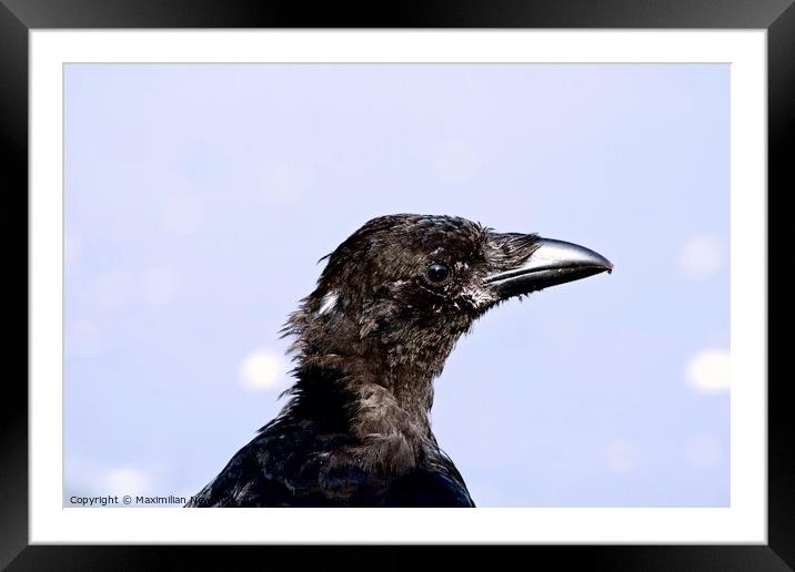 Close-Up Portrait of a Carrion Crow Framed Mounted Print by Maximilian Newmark