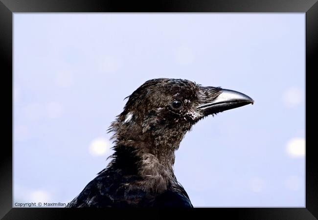 Close-Up Portrait of a Carrion Crow Framed Print by Maximilian Newmark