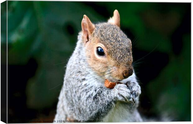 A Grey Squirrel Holding a Nut in a Lush Park Canvas Print by Maximilian Newmark