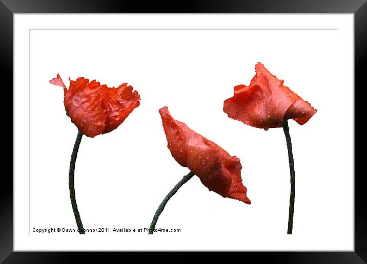 Poppies on White Framed Mounted Print by Dawn O'Connor