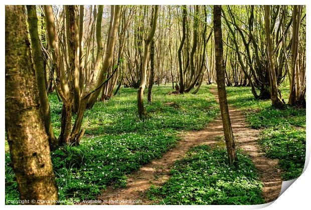 Wood Anemones Chalkney wood Essex Print by Diana Mower