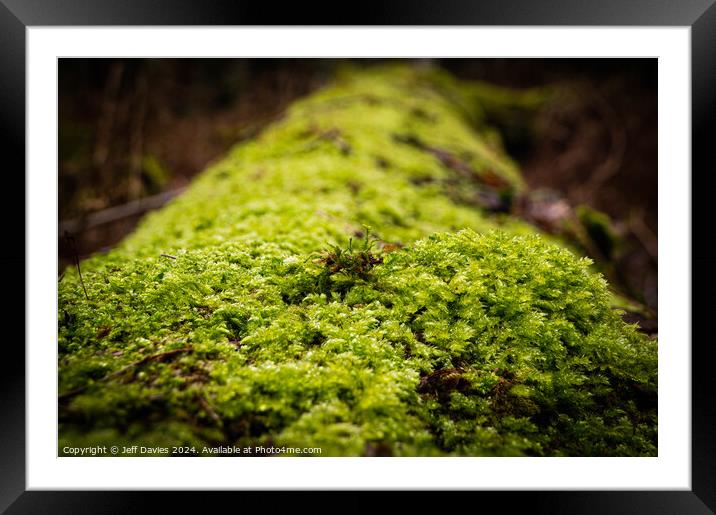Green Lichen Framed Mounted Print by Jeff Davies