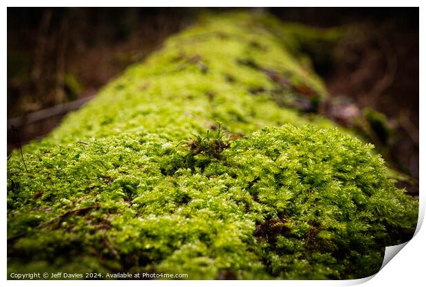 Green Lichen Print by Jeff Davies
