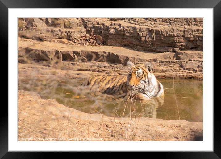 Royal Bengal Tiger in Ranthambore National Park India  Framed Mounted Print by Holly Burgess