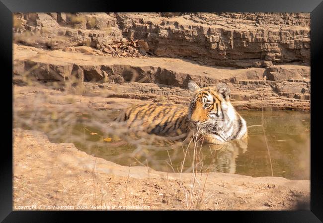 Royal Bengal Tiger in Ranthambore National Park India  Framed Print by Holly Burgess