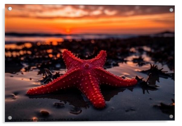 Red seastar on the sandy beach at sunset Acrylic by Mirjana Bogicevic