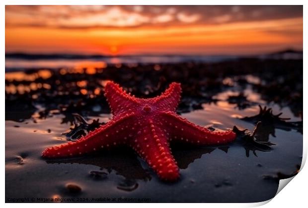 Red seastar on the sandy beach at sunset Print by Mirjana Bogicevic