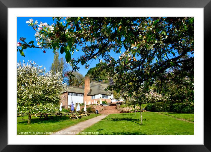 Spring blossom by The Drum Cockington Framed Mounted Print by Rosie Spooner