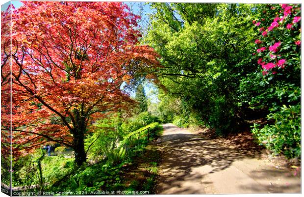 Colourful Acer tree by The Lakes at Cockington Canvas Print by Rosie Spooner