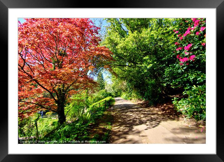 Colourful Acer tree by The Lakes at Cockington Framed Mounted Print by Rosie Spooner