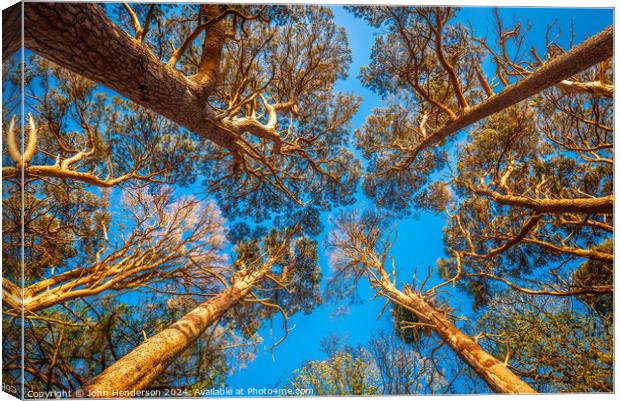 Scots Pine Canopy . Canvas Print by John Henderson