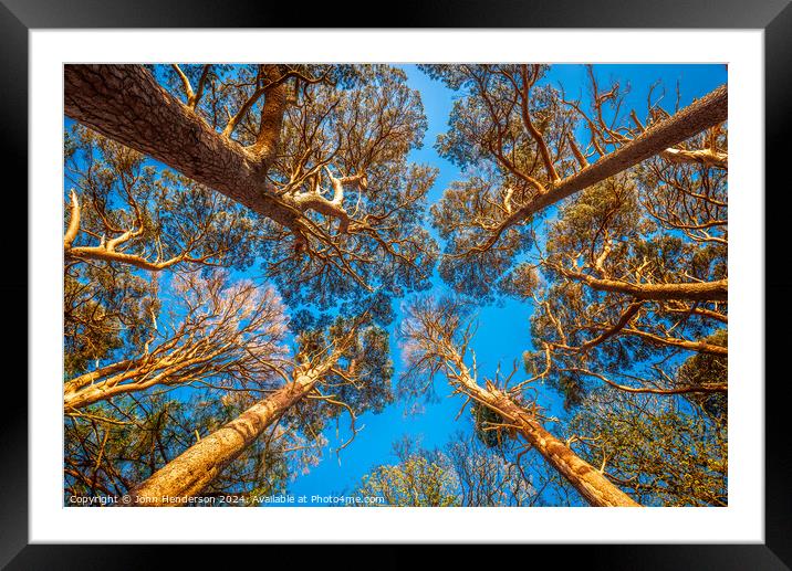 Scots Pine Canopy . Framed Mounted Print by John Henderson