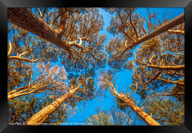 Scots Pine Canopy . Framed Print by John Henderson