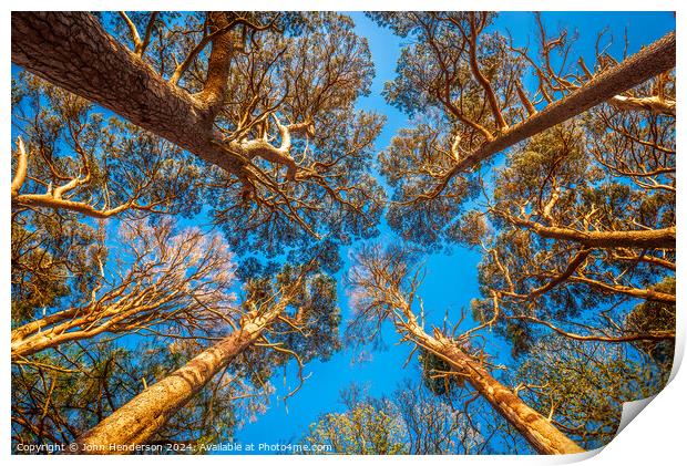 Scots Pine Canopy . Print by John Henderson