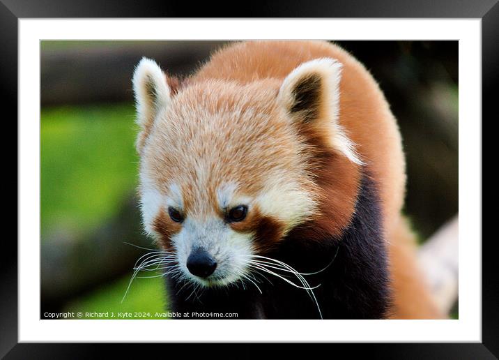 Red Panda Framed Mounted Print by Richard J. Kyte