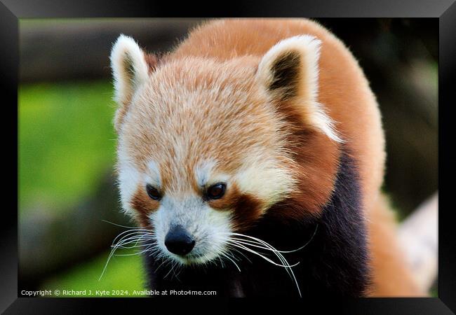 Red Panda Framed Print by Richard J. Kyte