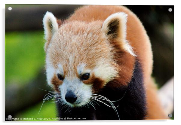 Red Panda Acrylic by Richard J. Kyte
