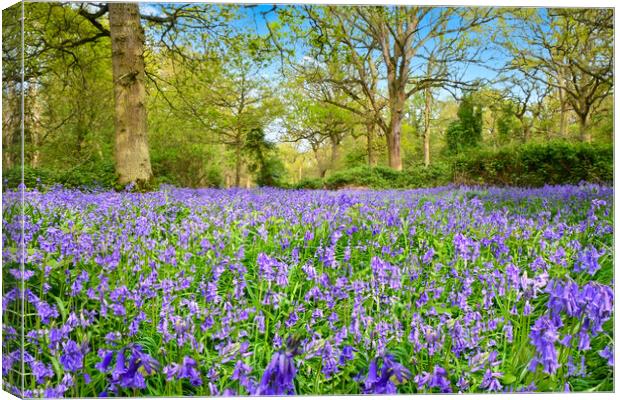 Beautiful bluebells at Weeley woods Canvas Print by Paula Tracy