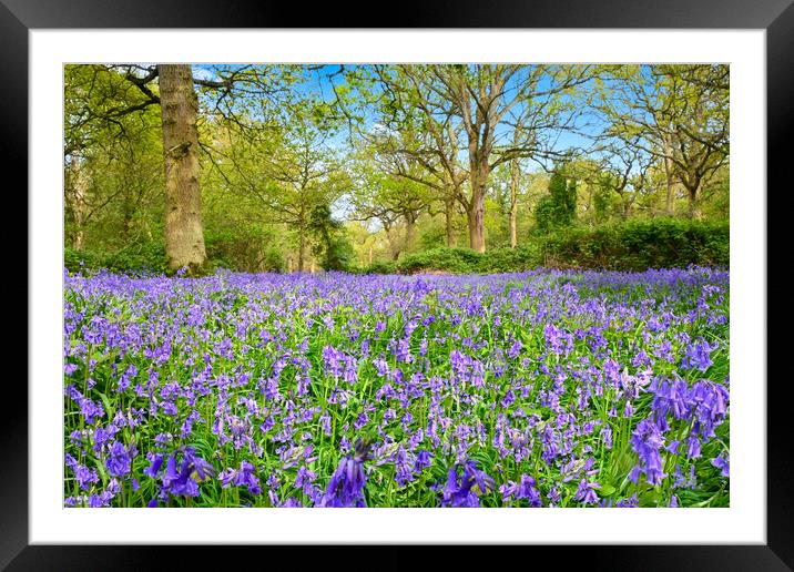 Beautiful bluebells at Weeley woods Framed Mounted Print by Paula Tracy