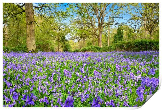 Beautiful bluebells at Weeley woods Print by Paula Tracy