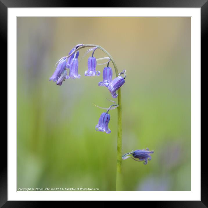 bluebell flower Framed Mounted Print by Simon Johnson