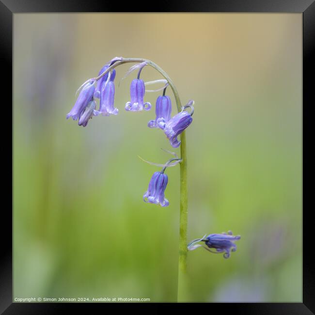 bluebell flower Framed Print by Simon Johnson