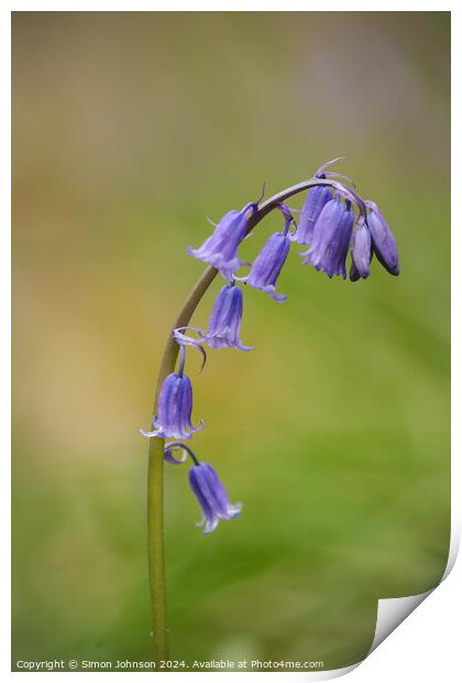 Bluebell flower Print by Simon Johnson