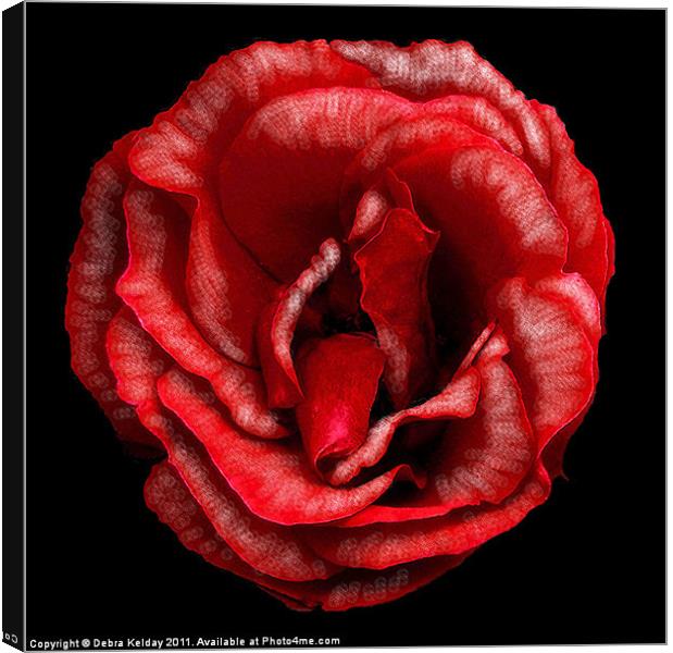 Red Rose Canvas Print by Debra Kelday