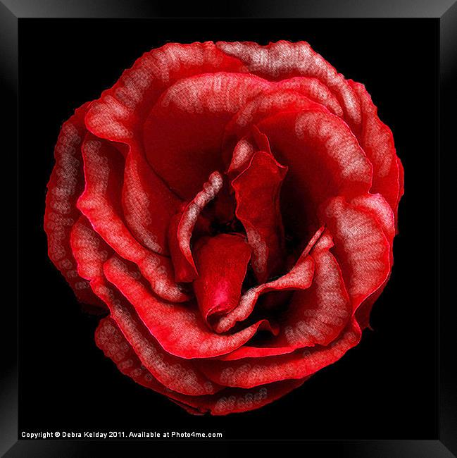 Red Rose Framed Print by Debra Kelday