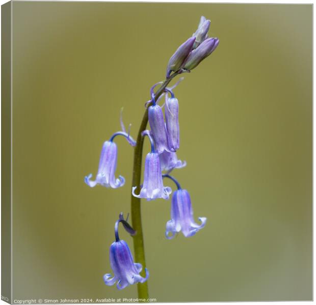 bluebell flower Canvas Print by Simon Johnson