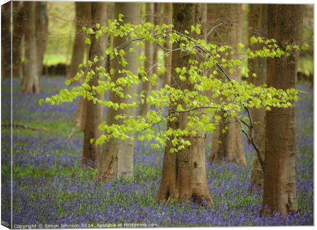  wind blown tree and Bluebells Canvas Print by Simon Johnson