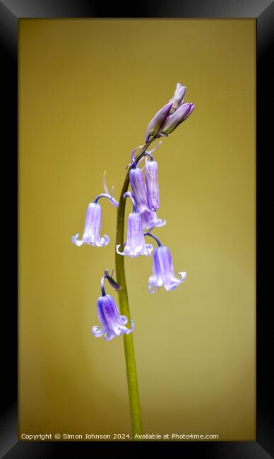 Bluebell flower  Framed Print by Simon Johnson