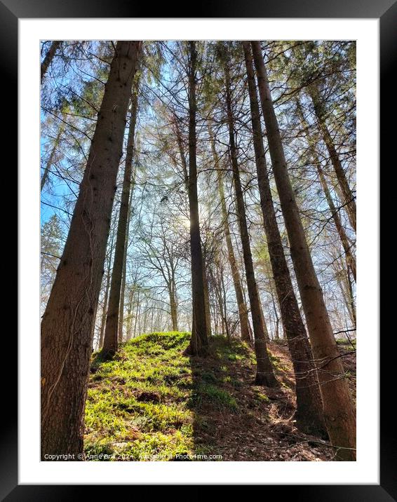 Forrest Framed Mounted Print by Anne  Brill