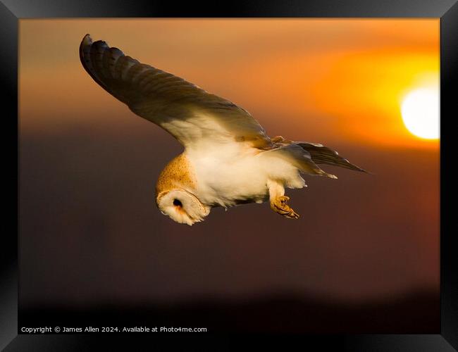 Sunset Barn Owl  Framed Print by James Allen
