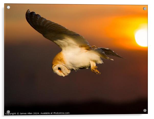 Sunset Barn Owl  Acrylic by James Allen
